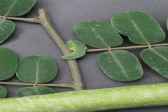 Cassia javanica